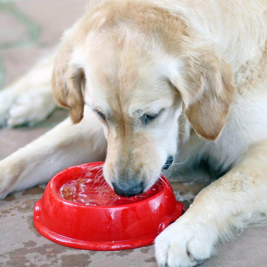 Why Doesn't My Dog Drink Water Right After A Walk?