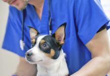 Male veterinarian wrapping a small dogs paw with gauze