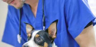 Male veterinarian wrapping a small dogs paw with gauze