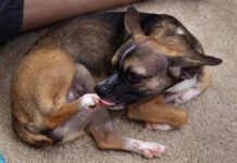 Brown Chihuahua Dog licking her paw or back foot