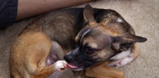 Brown Chihuahua Dog licking her paw or back foot