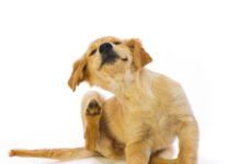 Golden Retriever Puppy Scratching fleas on white background