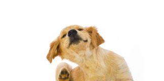 Golden Retriever Puppy Scratching fleas on white background