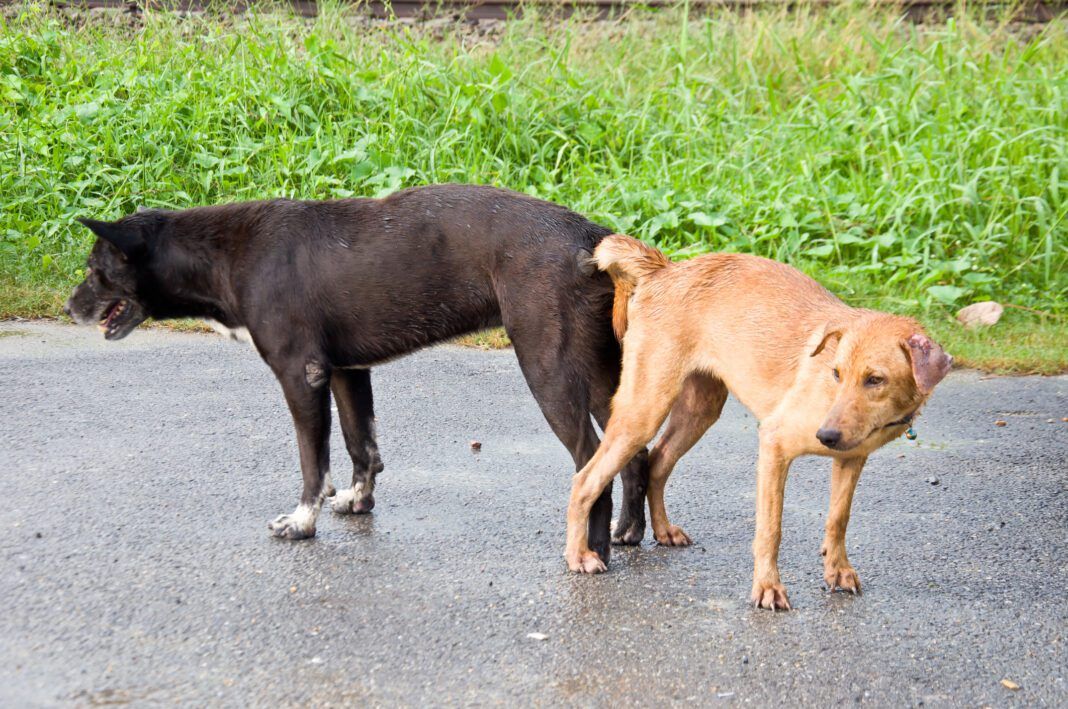 Don’t Try to “Unstick” Dogs After Mating - Whole Dog Journal