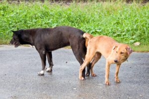 Dog mating