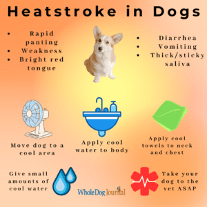 How to Tell if Your Dog Has Heat Stroke: Symptoms, Treatment