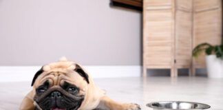 Cute pug dog suffering from heat stroke near bowl of water on floor at home