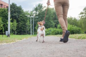 A girl with a dog on a leash of the Jack Jack Russell Terrier walks along the alley in the park