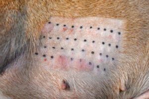 Skin allergy test on dog