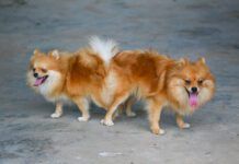 male and female pomeranian dog mating, Mating of pet.