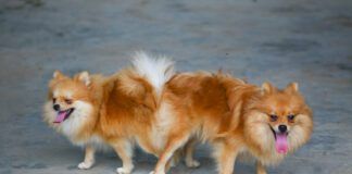 male and female pomeranian dog mating, Mating of pet.