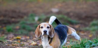 Beagle dog in fall park, peeing