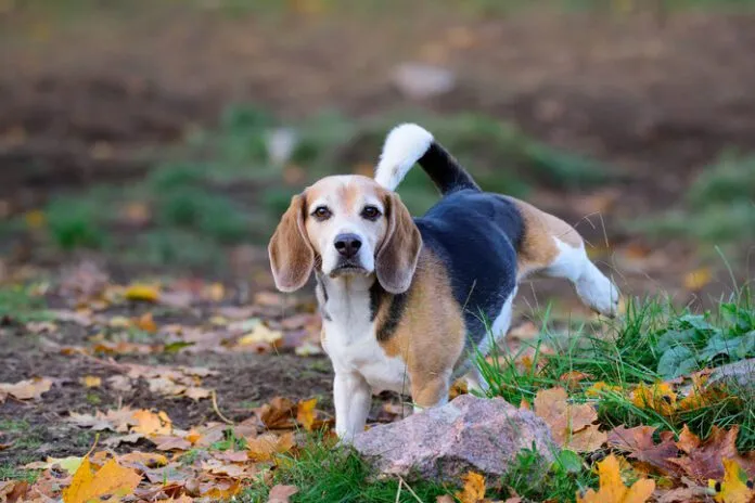 Beagle dog in fall park, peeing Beagle dog in fall park, peeing
