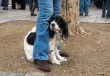 Nervous dog sitting by owner's leg