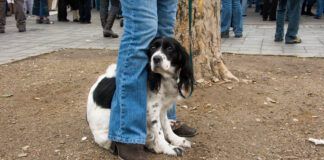 Nervous dog sitting by owner's leg