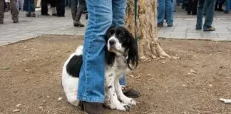 Nervous dog sitting by owner's leg
