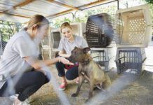 Shelters and rescues – and obviously, their canine wards – benefit from enriching activities and handling provided by volunteers. But some shelters are concerned about increasing their liability exposure from having volunteers in their facilities. Photo by Camille Tokerud, Getty Images