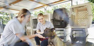 Shelters and rescues – and obviously, their canine wards – benefit from enriching activities and handling provided by volunteers. But some shelters are concerned about increasing their liability exposure from having volunteers in their facilities. Photo by Camille Tokerud, Getty Images