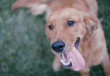 The Recall: Teach Your Dog To Come When Called eBook from Whole Dog Journal