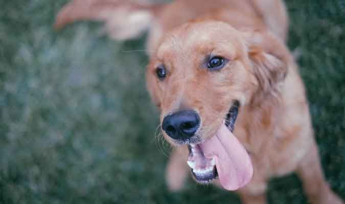 The Recall: Teach Your Dog To Come When Called eBook from Whole Dog Journal