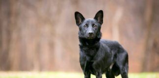 A thin black Shepherd/Retriever mixed breed dog standing outdoors