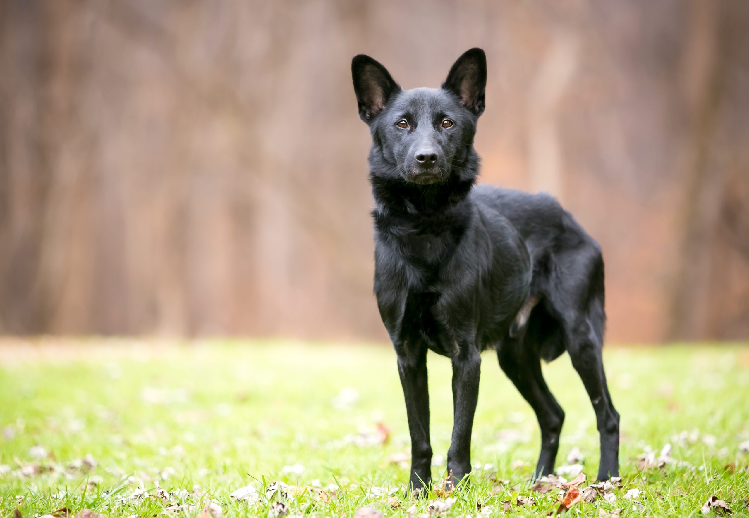How to Deworm a Dog