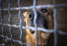 Who goes looking for an aggressive, unfriendly dog to adopt? Few people want to take home a project on purpose. Photo by Anita Kot, Getty Images