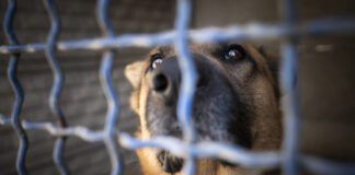 Who goes looking for an aggressive, unfriendly dog to adopt? Few people want to take home a project on purpose. Photo by Anita Kot, Getty Images