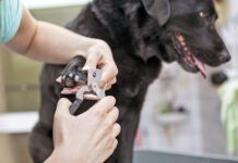 Dog groomer cutting nails on black Labrador retriever dog