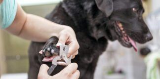 Dog groomer cutting nails on black Labrador retriever dog