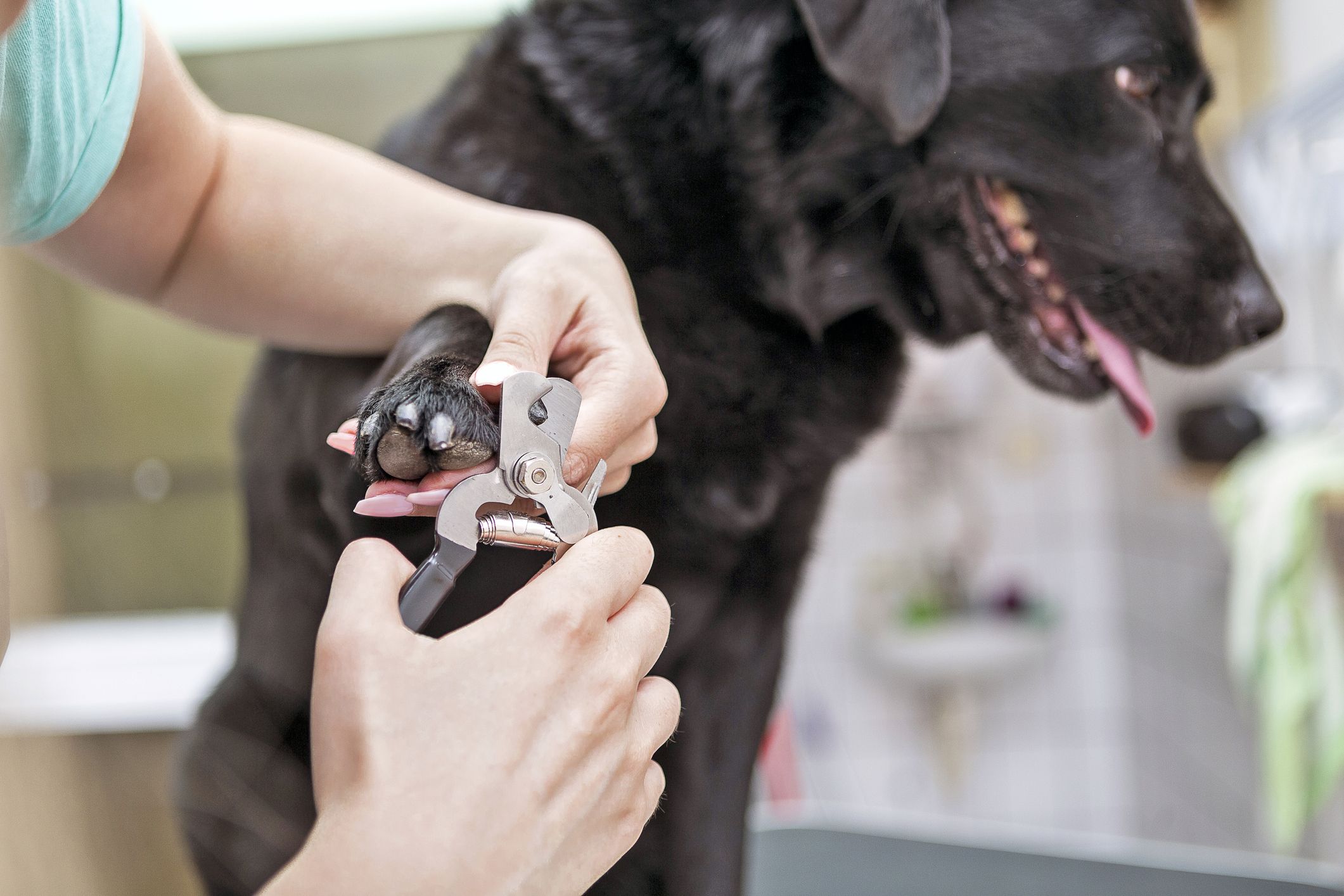 Treating a Bleeding Nail & Ear Laceration – DOGORA
