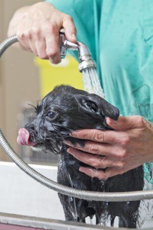 Small dog getting bath