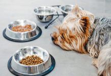 Yorkshire Terrier dog is sick and refuses to eat. No appetite, sadness, depression.