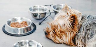 Yorkshire Terrier dog is sick and refuses to eat. No appetite, sadness, depression.