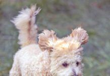 Cute puppy playing, running, fluffy ears and tail