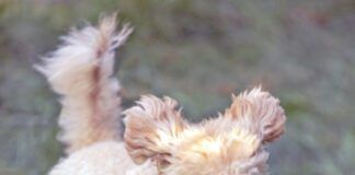 Cute puppy playing, running, fluffy ears and tail