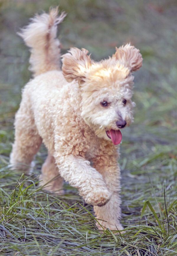 Can a Dog Break His Tail? Whole Dog Journal