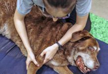 Female physiotherapist massaging old Labrador Retriever's limb on foam