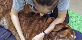 Female physiotherapist massaging old Labrador Retriever's limb on foam