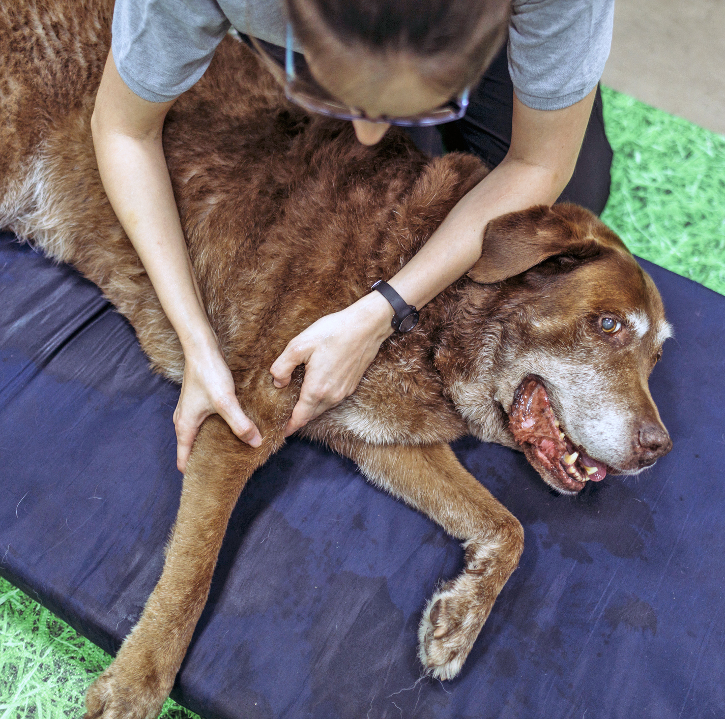 nutri vet otc pain relief for dogs