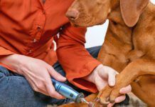 Dog nails grinding. Woman using a dremel to shorten dogs nails. Pet owner dremeling nails on vizsla dog.