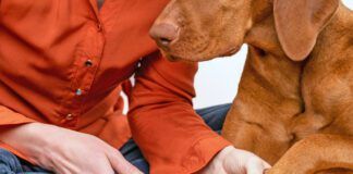 Dog nails grinding. Woman using a dremel to shorten dogs nails. Pet owner dremeling nails on vizsla dog.