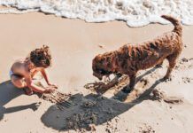 top view of a two-year-old girl and her chocolate Labrador retriever dog playing with the sand on the beach.