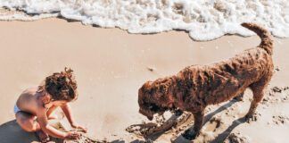 top view of a two-year-old girl and her chocolate Labrador retriever dog playing with the sand on the beach.