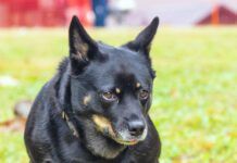 Funny dog enjoying scratching his bum on grass at public dog park