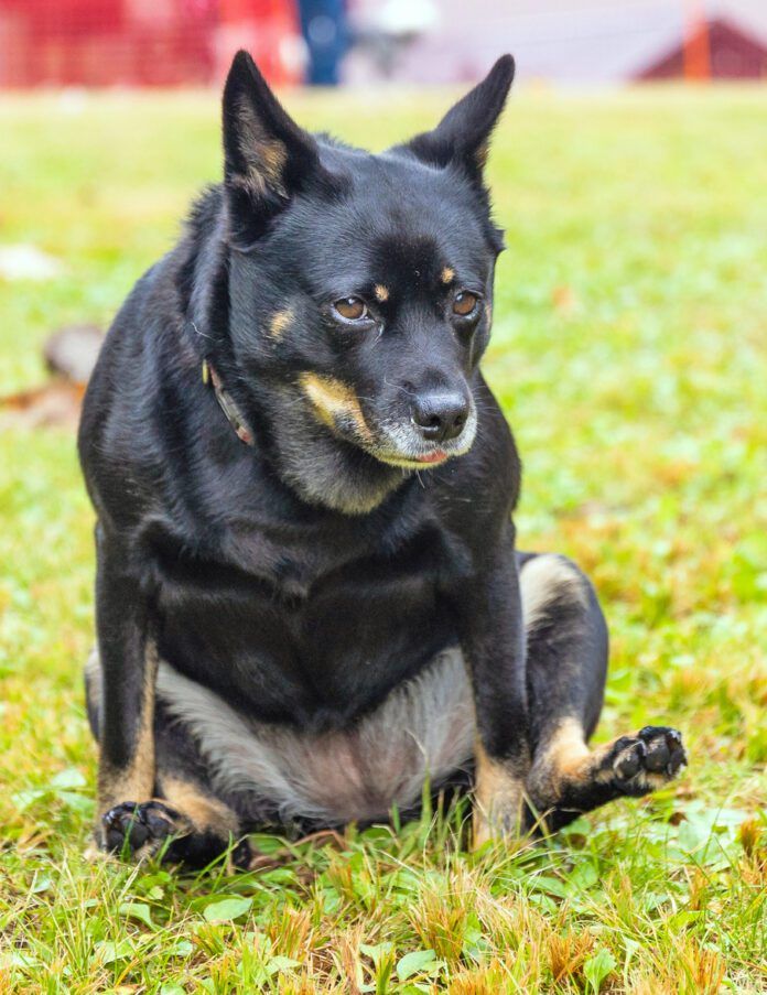 Funny dog enjoying scratching his bum on grass at public dog park
