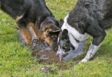 Two dogs drinking from a muddy puddle