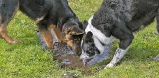 Two dogs drinking from a muddy puddle