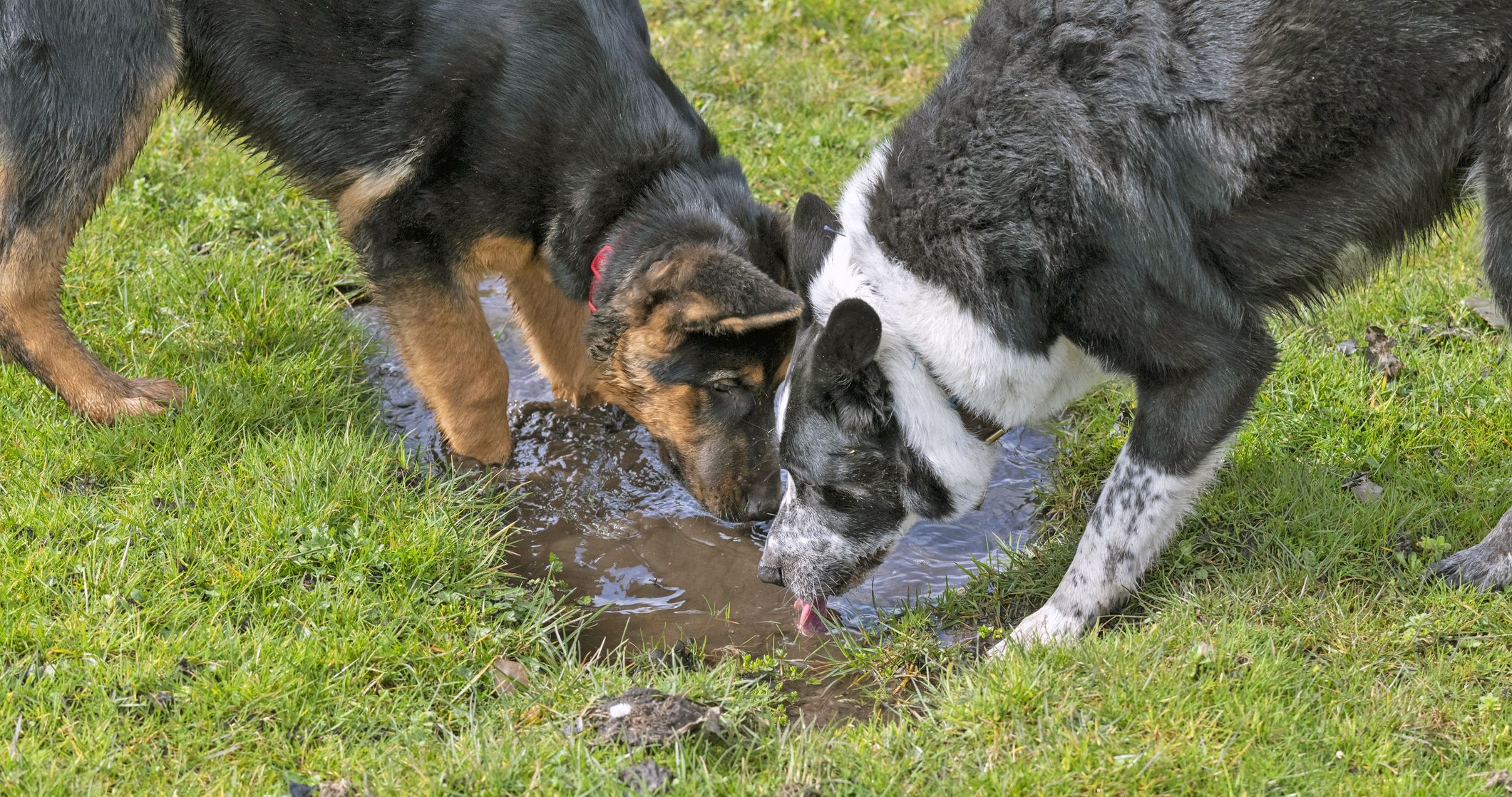 Is It Safe for Dogs To Drink Out of Shared Water Bowls?