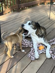 Woody is incredibly patient with puppies. Their explorations almost always seem to include a dental examination, which Woody never seems to mind.